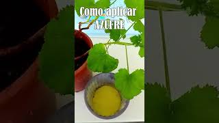 Como colocar AZUFRE en las plantas  shorts azufre fertilizante fungicida sulfur geranio [upl. by Kelwen]