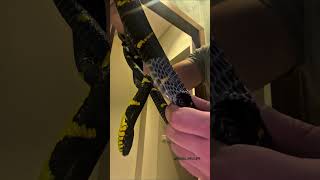 Unboxing a Snake [upl. by Luca]