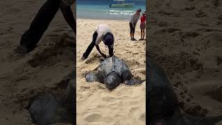 Leatherback Sea Turtle Nesting  Tortola BVI 2024 [upl. by Ainatit]