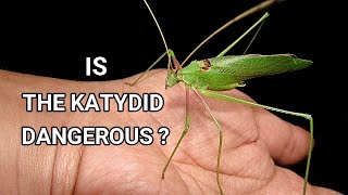 Can Katydid Bugs Bite You insect  Katydid  Leaf Bug  holding Animal in wild nature wildlife [upl. by Pansy]