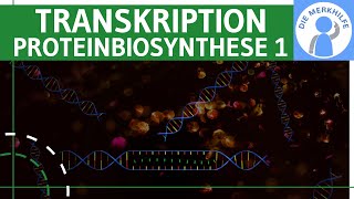 Transkription  Proteinbiosynthese 1  Ziel Ablauf amp Phasen einfach erklärt  Genetik Bio Abitur [upl. by Trevethick990]