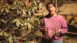 How to Prune an Old Leggy Rhododendron [upl. by Lymn]