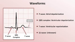 Intro to EKG Interpretation  Waveforms Segments and Intervals [upl. by Elegna]