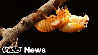 Invading Cicadas May Turn Into SexCrazed Zombies This Summer [upl. by Watts]