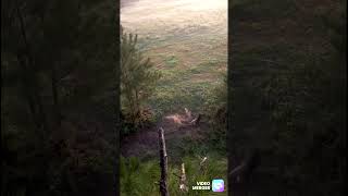 Florida deer hunting bowhunting hunting archery elitearchery nature deer r [upl. by Etireuqram]