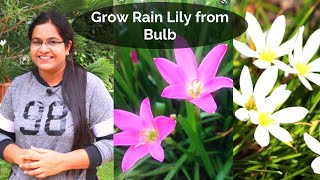 How to grow and care Rain LilyHow to divide Rain Lily bulbs Zephyranthes LilyBackyardGardening [upl. by Mulvihill]