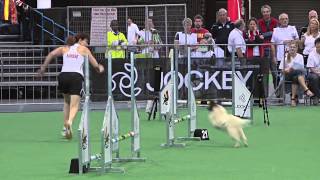 Winner small dogs individual FCI dog agility world championship South Africa 2013 [upl. by Zedecrem]