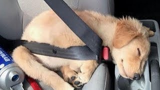 Funniest Golden Retriever PUPPIES will make you LAUGH ALL DAY 😁 Funniest Animal Videos [upl. by Alyss5]