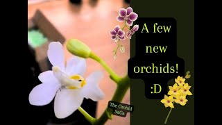 a few new orchids D [upl. by Retsae]