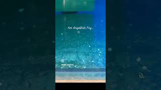 Koi Angelfish Breeding Update angelfish aquariumfish [upl. by Lion892]