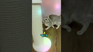 Silver Abyssinian Why 😼cat abyssinian funnyanimals pets funnycats shots capcut petslife [upl. by Beekman]