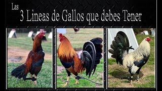 Tres lineas de gallos que debes tener [upl. by Ahsyad565]