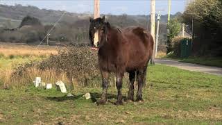 A Wander Around Penclawdd Llanrhidian Marsh And Llanrhidian Panasonic HC VX1 4K Video Test [upl. by Ladnyc237]