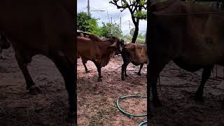 during cow mating cow do the pee  funny cow  viral shortvideo cow [upl. by Ihcekn]