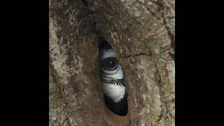 Smart Hornbill Nest 😱 [upl. by Yvor893]