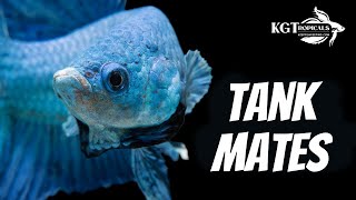 Top 10 Tank Mates For Bettas [upl. by Mullane826]