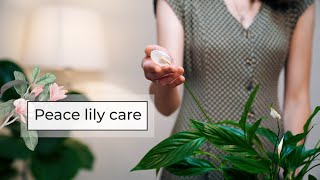 Peace Lily Plant Care  Spathiphyllum Care Tips [upl. by Retlaw271]