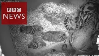 3 cute Sumatran tiger cubs at London Zoo  BBC News [upl. by Toolis940]