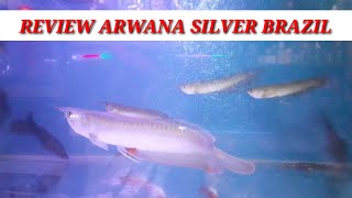 CiriCiri Dan Harga Ikan Arwana Silver Brazil [upl. by Eijneb]