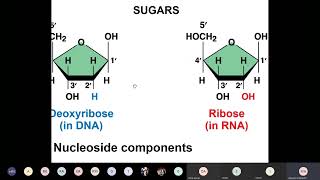 Biological Macromolecules Part 4 [upl. by Thurlow]