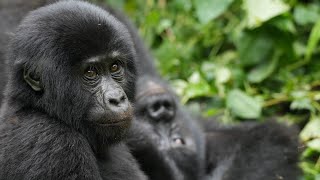 Gorilla Trekking in Uganda [upl. by Dionne]