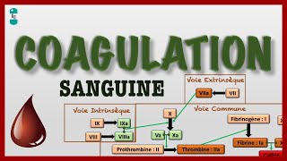 Coagulation Sanguine ou Hémostase et sa Cascade  voie intrinsèque extrinsèque commune [upl. by Ohs]