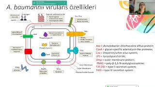 KLİMUD ADSİde Ayın Konuğu Acinetobacter baumanii ve Stenotrophomonas maltophilia [upl. by Beore117]