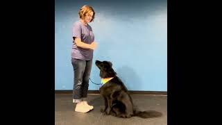 Teaching “touch” dogtrainingfundamentals [upl. by Jemina977]