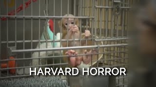 Baby Monkeys at Harvard Are Separated From Their Mothers Caged Alone and Often Blinded [upl. by Leinnad]