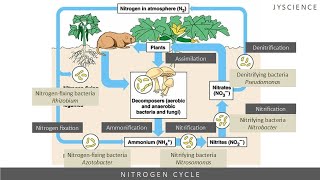 SPM How to remember nitrogen cycle  Nitrogen fixation nitrification denitrification [upl. by Skantze]