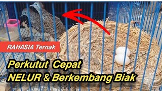 Cara Cepat Ternak Perkutut Bertelur dan Berkembang Biak  Tips Ternak Burung Perkutut [upl. by Adil]