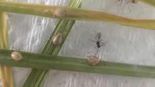 Parasitoid Aphidius ervi emerging from a Grain aphid mummy [upl. by Attezi472]