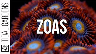 Zoanthus Coral Care Tips [upl. by Mcleroy]