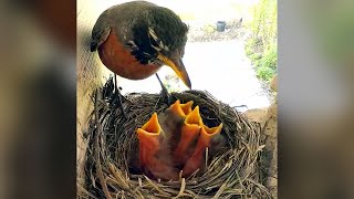 Robin Cam 2024 Baby bird livestream  May 20 [upl. by Daffy]