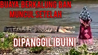 BUAYA BERKALUNG BAN BERHASIL DI SELAMATKAN [upl. by Jillene]