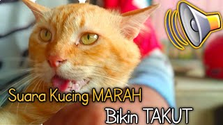 Suara kucing marah bikin takut [upl. by Terriss448]