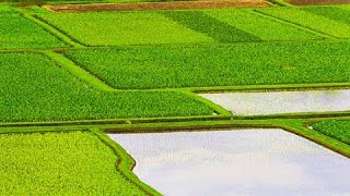 Driving along the largest Rice irrigation Mwea tebere in Kenya [upl. by Atirahs]