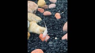 ALBINO CORY CATFISH 🤍🤍 [upl. by Anelaf]