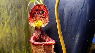 Species spotlight  Nepenthes lowii [upl. by Nolrev207]