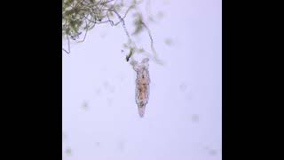 Rotifers in stagnant freshwater through Microscope [upl. by Kylynn]