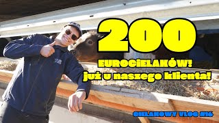 Klient zakupił od nas 200setnego Eurocielaka [upl. by Haseefan]