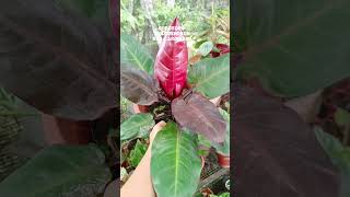 UPDATE PHILODENDRON RED CARDINALBASE CUT PROPAGATION [upl. by Aphra]