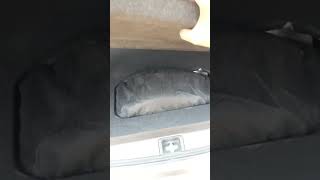 Seat Cover Installation shortsvideo shortsvideo shorts [upl. by Ericha432]