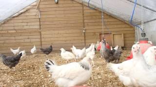 Chickens for sale £10 [upl. by Conn]