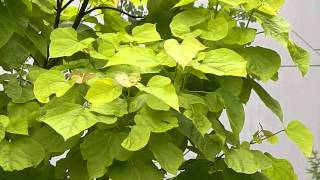 Catalpa bignonioides Aurea [upl. by Laehcor]