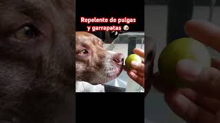 Cómo Acabar Con Las Pulgas ▸ Veneno Para Pulgas Casero Parte 5 [upl. by Nylekcaj]