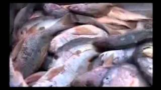 Worlds largest fishing industry in Pakistan [upl. by Bate]