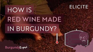 Red Winemaking In Burgundy Explained [upl. by Yenot8]