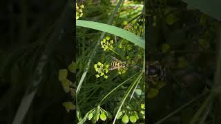 Busy bee at work nature [upl. by Sarette268]