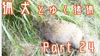 猟犬と狩猟 Part 24 草むらから出て来た猪を撃つ 【閲覧注意】 [upl. by Reerg]